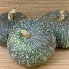 Squash Kurin - Renee's Garden Seeds