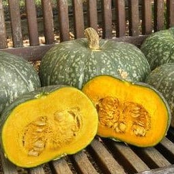 Squash Kurin - Renee's Garden Seeds