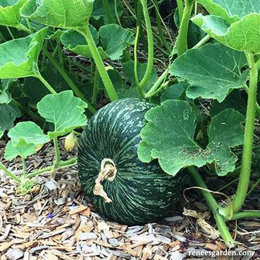 Squash Kurin - Renee's Garden Seeds