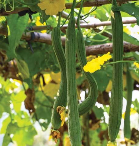 Luffa Miriam Squash - West Coast Seeds