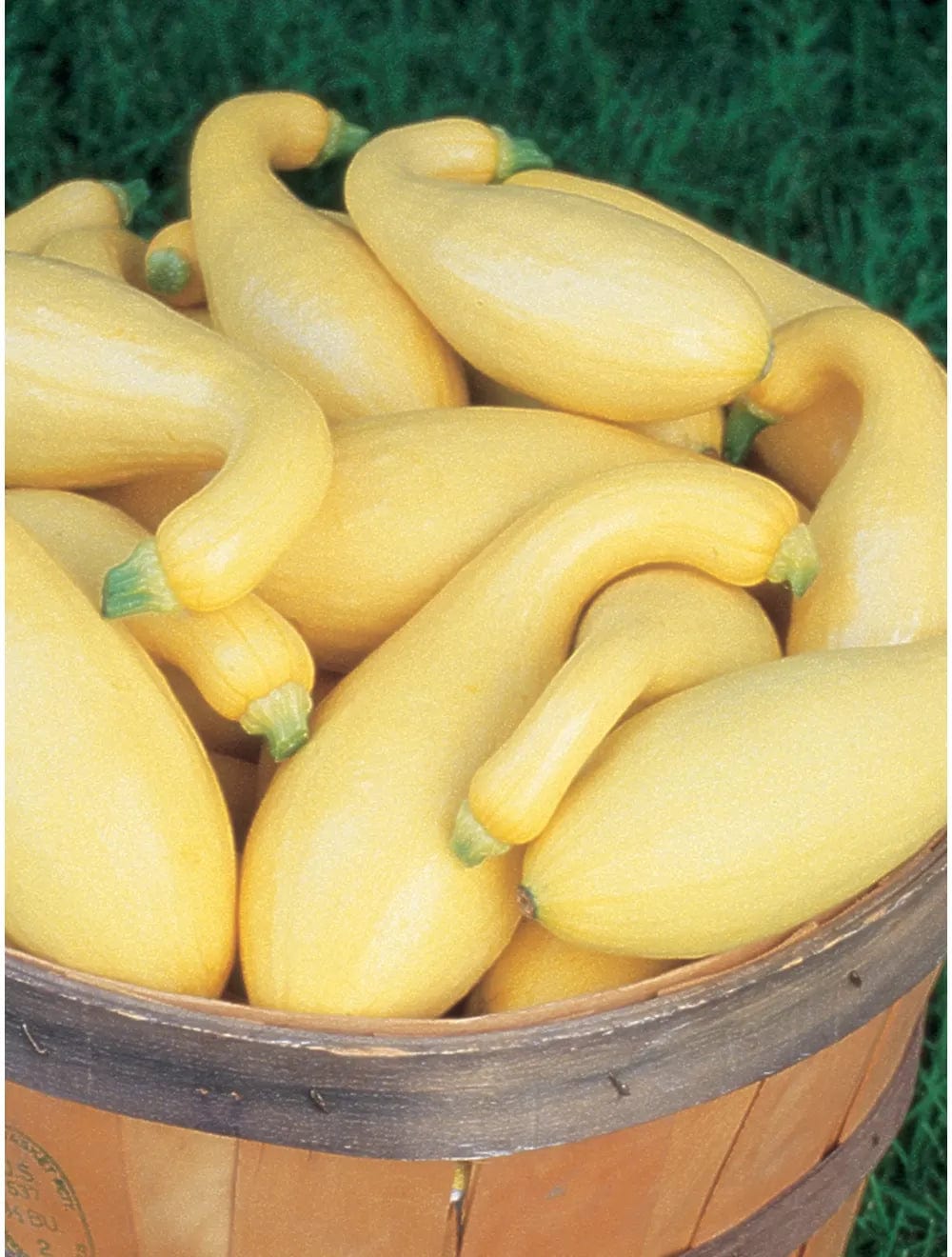 Squash Pic-N-Pic Hybrid - Burpee Seeds