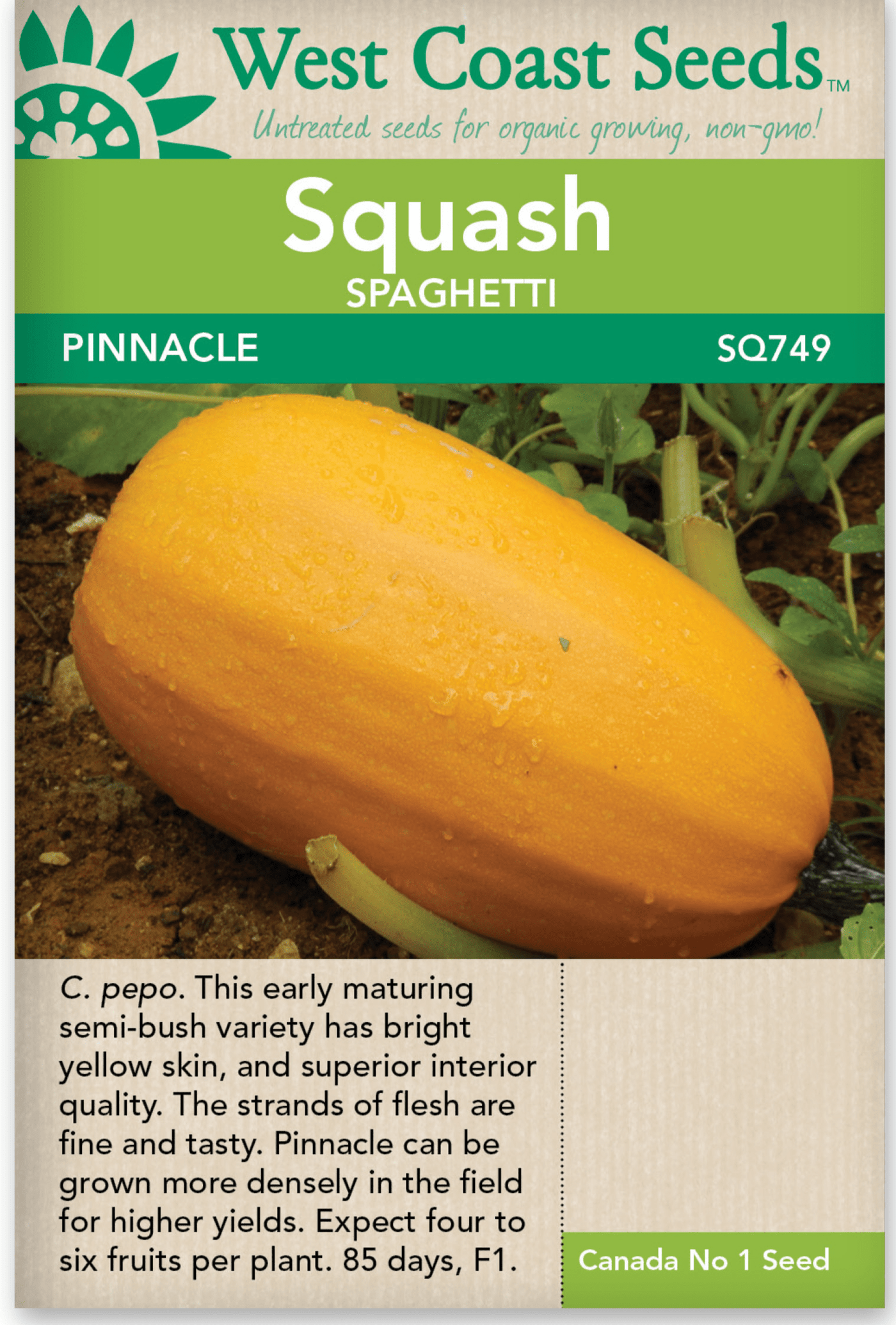 Squash Pinnacle - West Coast Seeds
