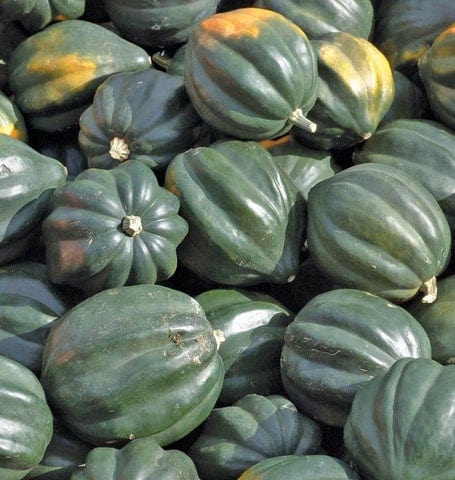 Squash Reno - West Coast Seeds