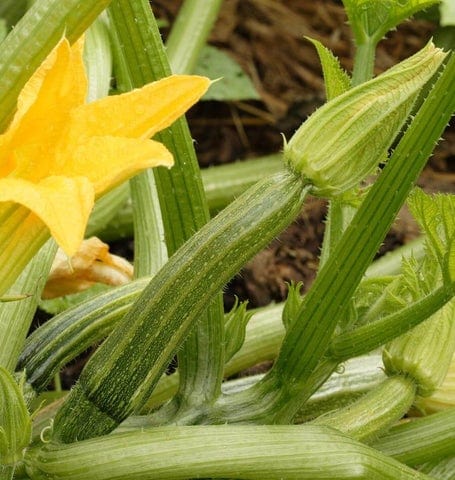 Squash Romanesco - West Coast Seeds