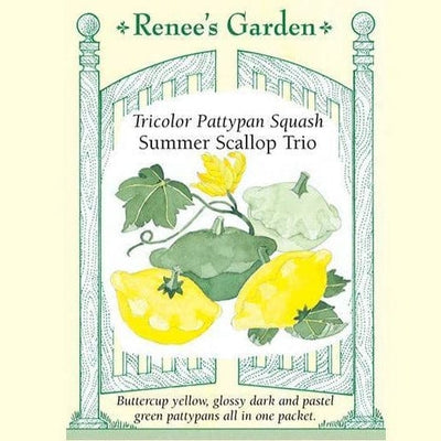Squash Summer Scallop Trio - Renee's Garden Seeds