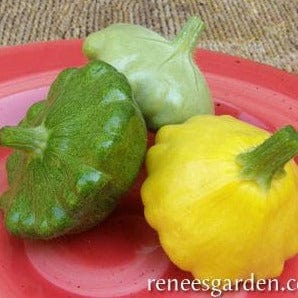 Squash Summer Scallop Trio - Renee's Garden Seeds