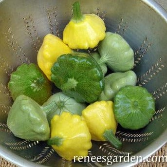 Squash Summer Scallop Trio - Renee's Garden Seeds