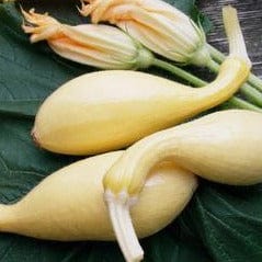 Squash Sunny Supersett - Renee's Garden Seeds