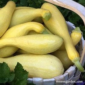 Squash Sunny Supersett - Renee's Garden Seeds