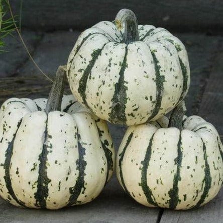 Squash Sweet Dumpling - West Coast Seeds