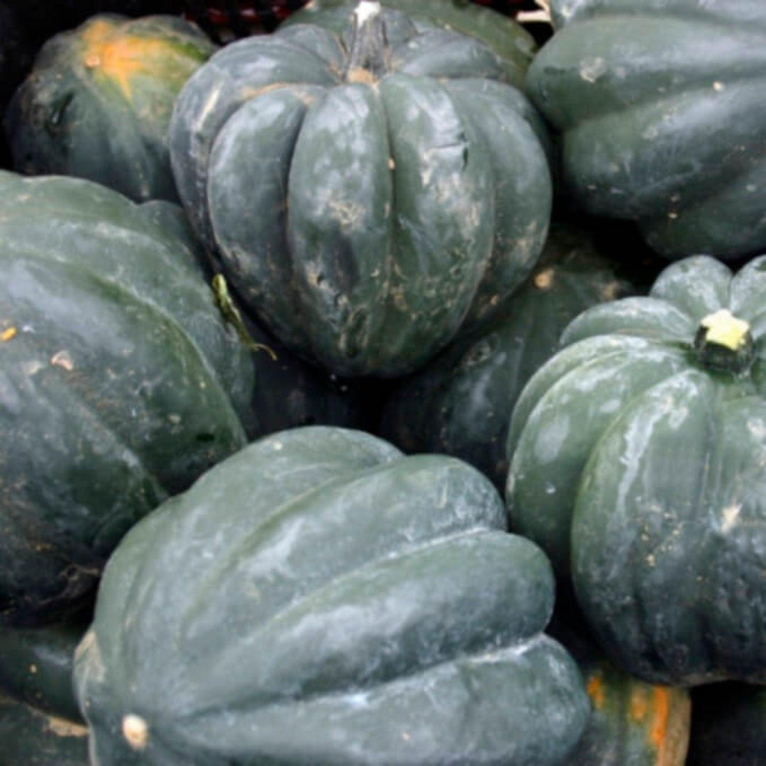 Squash Table Queen (Acorn) - Ontario Seed Company