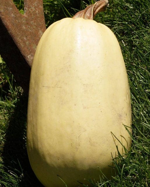 Squash Tivoli - West Coast Seeds