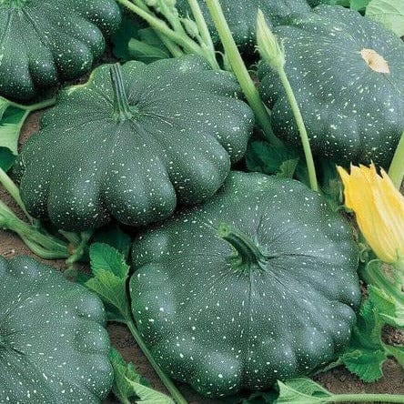 Squash Total Eclipse - West Coast Seeds