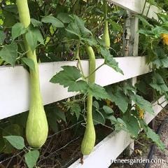 Squash Trombetta di Albenga - Renee's Garden