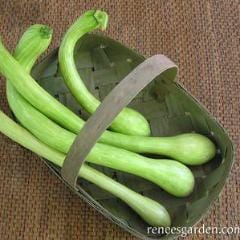 Squash Trombetta di Albenga - Renee's Garden