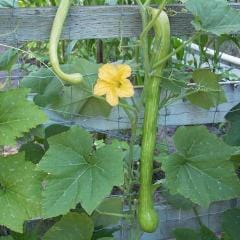 Squash Trombetta di Albenga - Renee's Garden