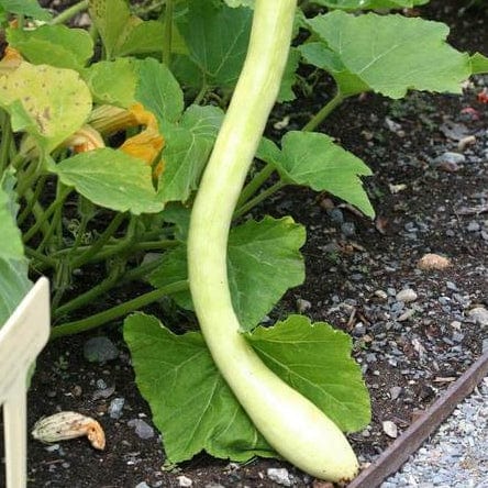 Squash Tromboncino - West Coast Seeds