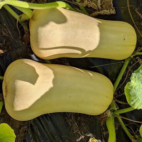 Squash Waltham Butternut - Saanich Organics Seeds