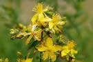 St. John's Wort - Salt Spring Seeds