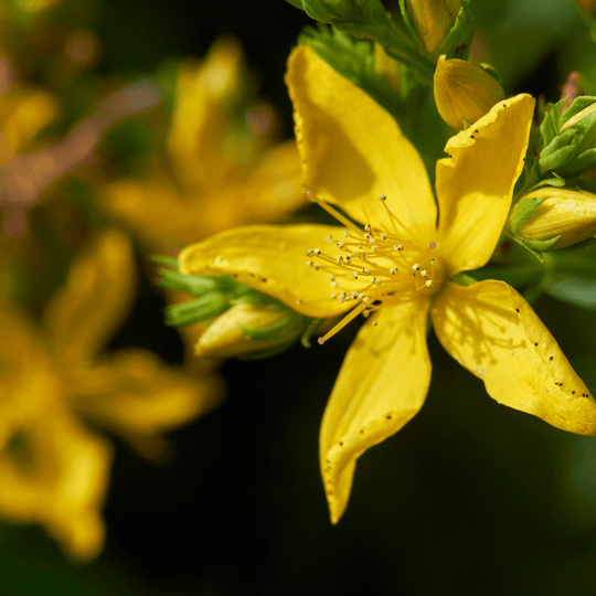 St. John's Wort - Salt Spring Seeds