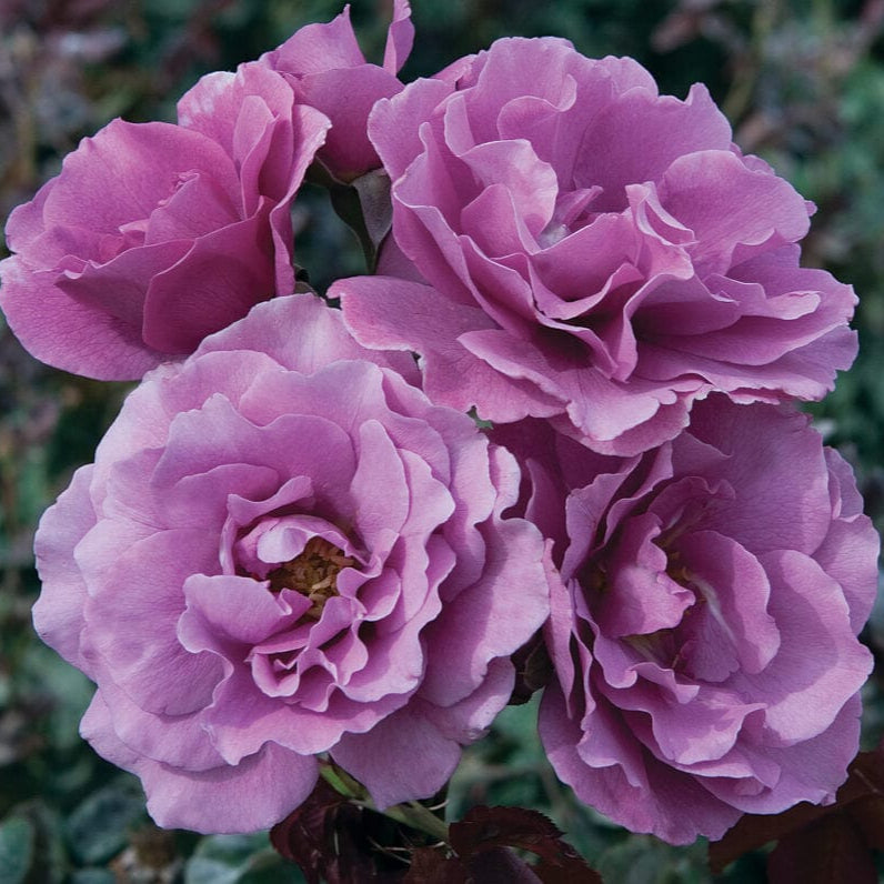 Star Angel Face - Star Roses and Plants
