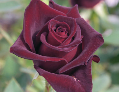 Star Black Baccara - Star Roses and Plants