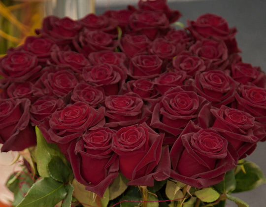 Star Black Baccara - Star Roses and Plants