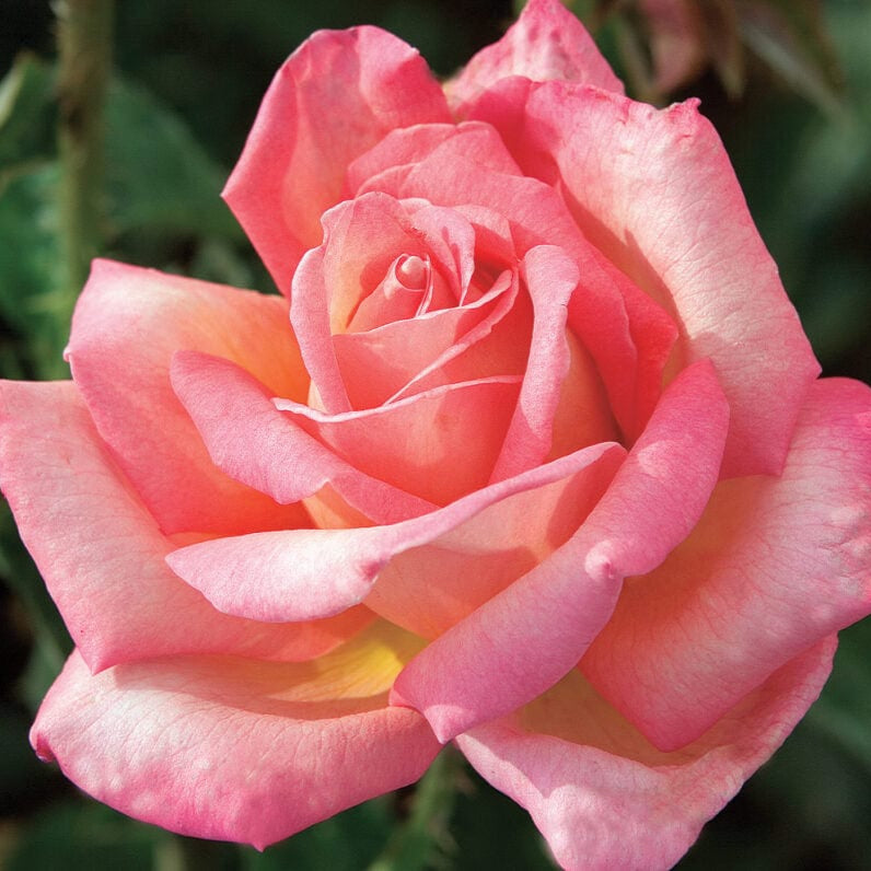 Chicago Peace - Star Roses and Plants – Wildwood Outdoor Living