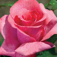 Cinnamon Dolce - Star Roses and Plants