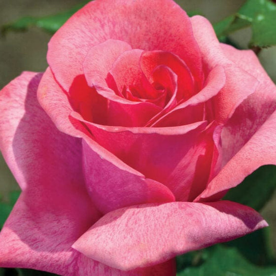 Cinnamon Dolce - Star Roses and Plants