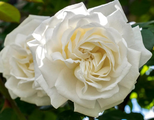 Star Cloud - Star Roses and Plants