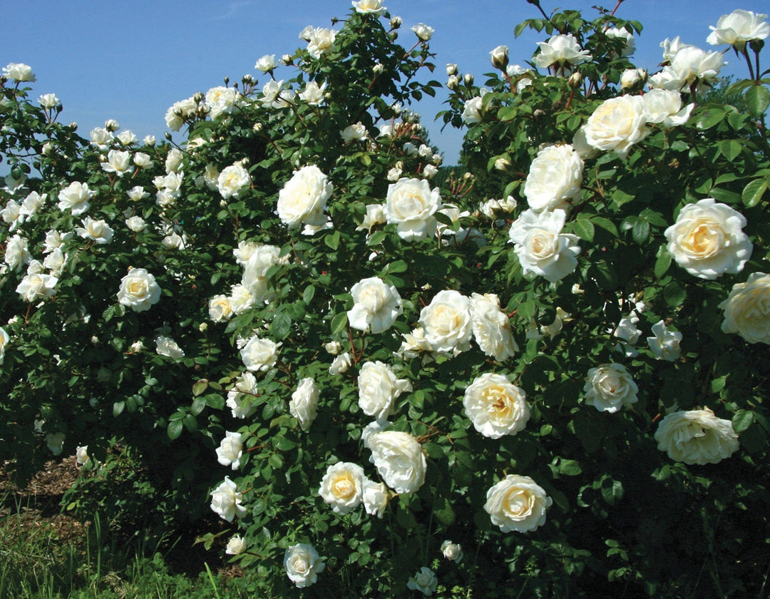 Star Cloud - Star Roses and Plants