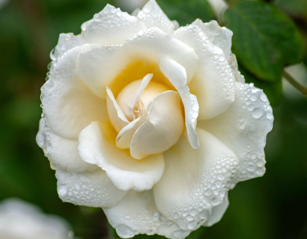 Star Cloud - Star Roses and Plants