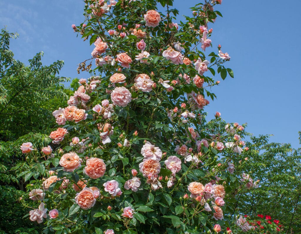 Star Colette - Star Roses and Plants