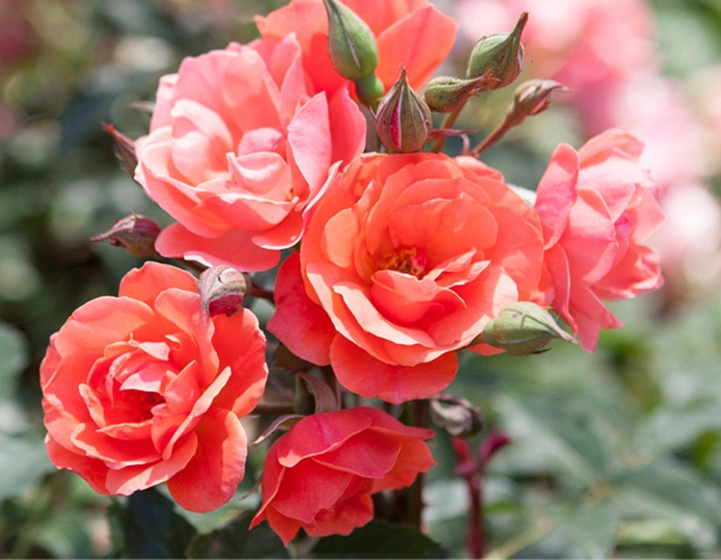 Star Coral Knock Out - Star Roses and Plants