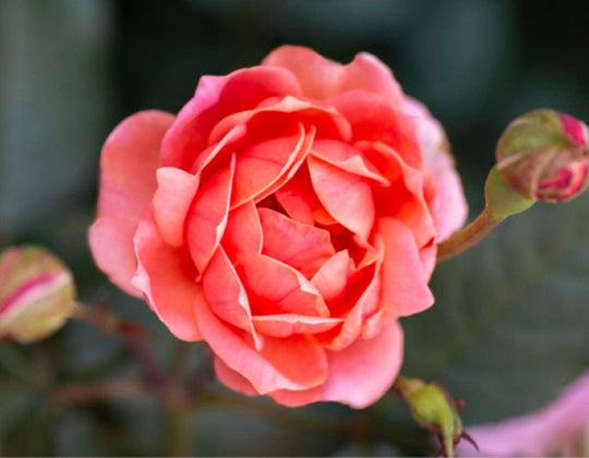 Star Coral Knock Out - Star Roses and Plants