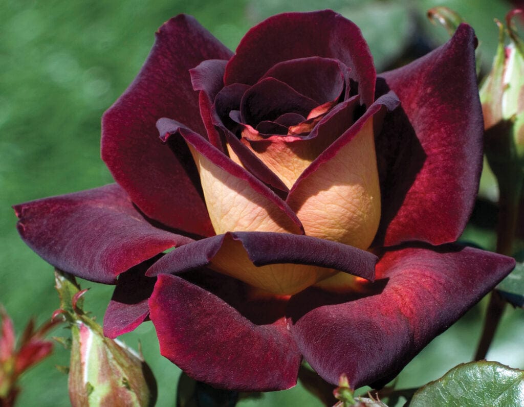 Star Dark Night - Star Roses and Plants