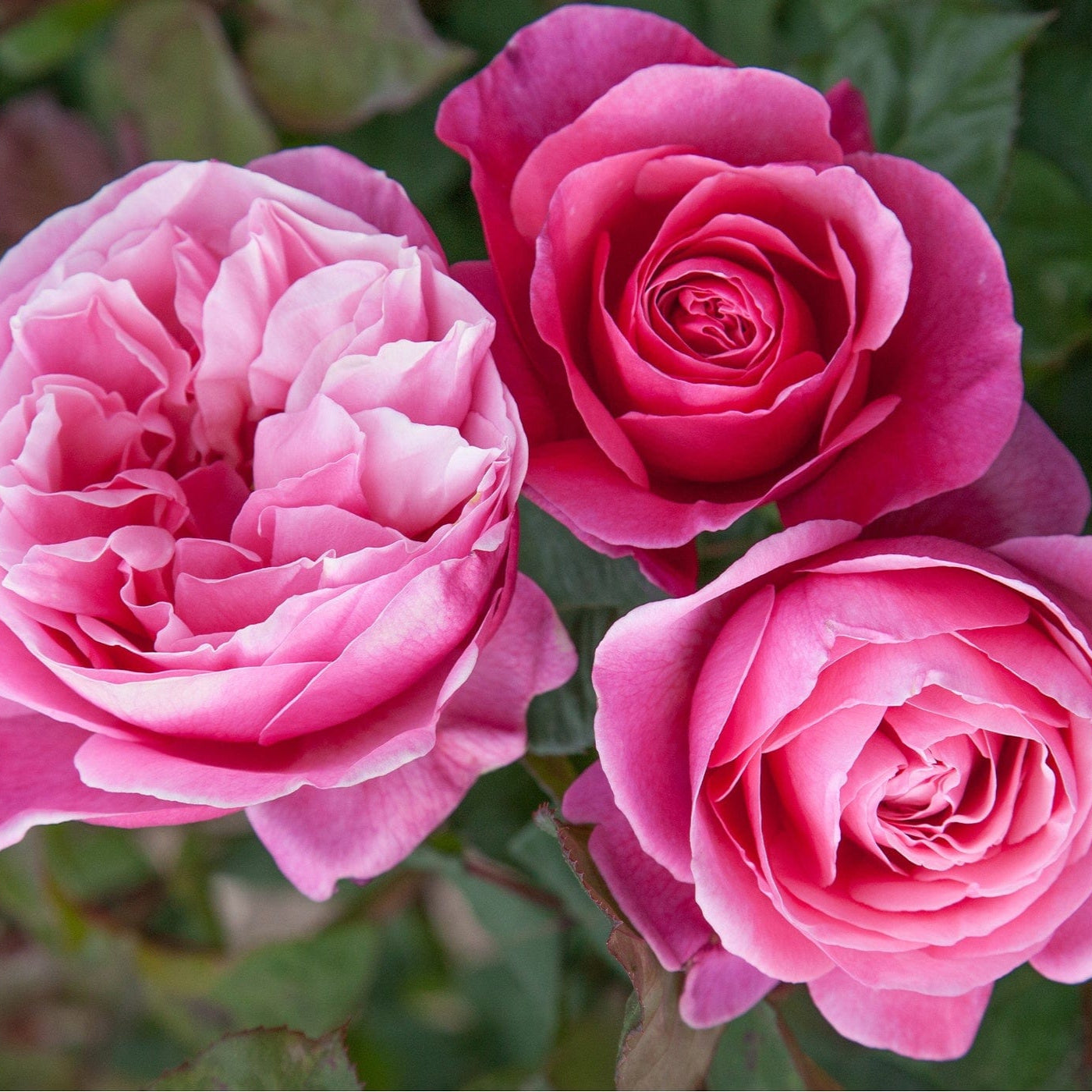 Star Dee-Lish - Star Roses and Plants