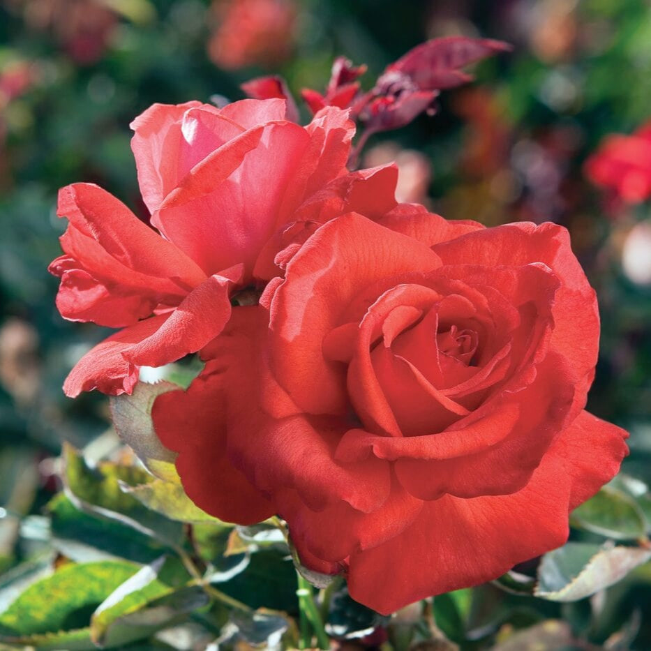 Star Dolly Parton - Star Roses and Plants