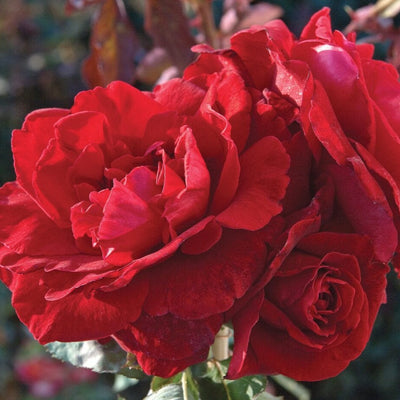 Don Juan - Star Roses and Plants