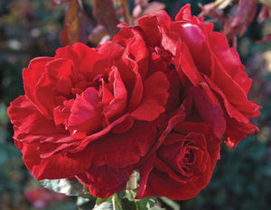 Star Don Juan - Star Roses and Plants