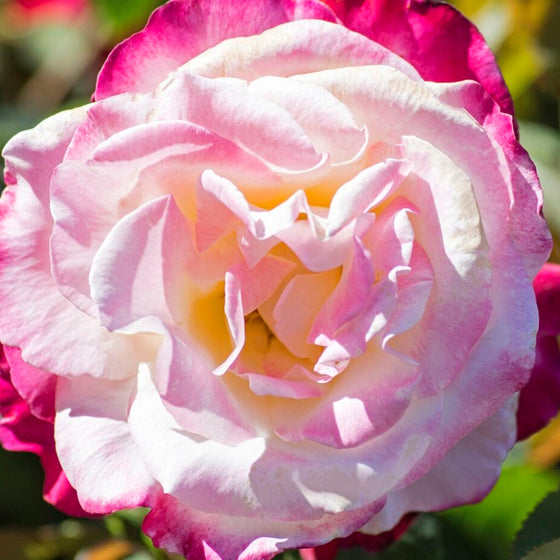 Double Delight - Star Roses and Plants