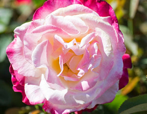 Star Double Delight- Star Roses and Plants