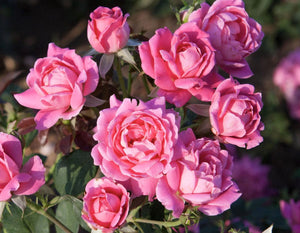 Star Double Knock Out - Star Roses and Plants