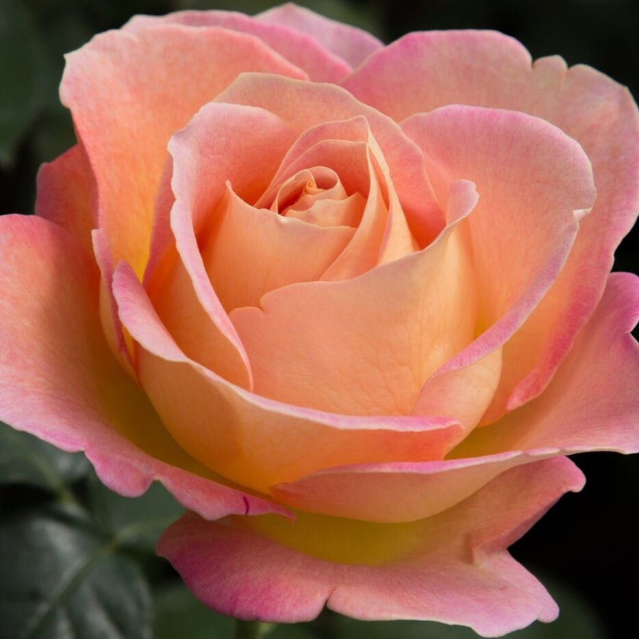 Star Elle - Star Roses and Plants