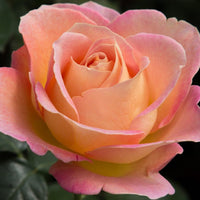 Elle - Star Roses and Plants