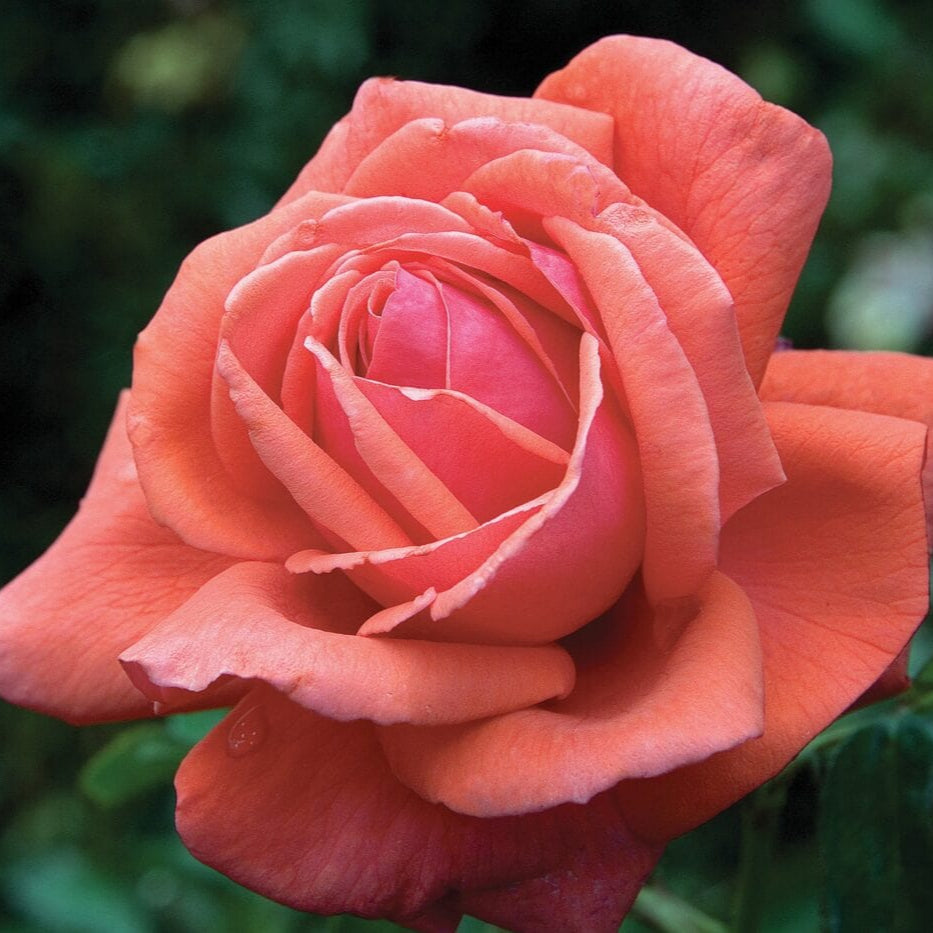 Star Fragrant Cloud - Star Roses and Plants
