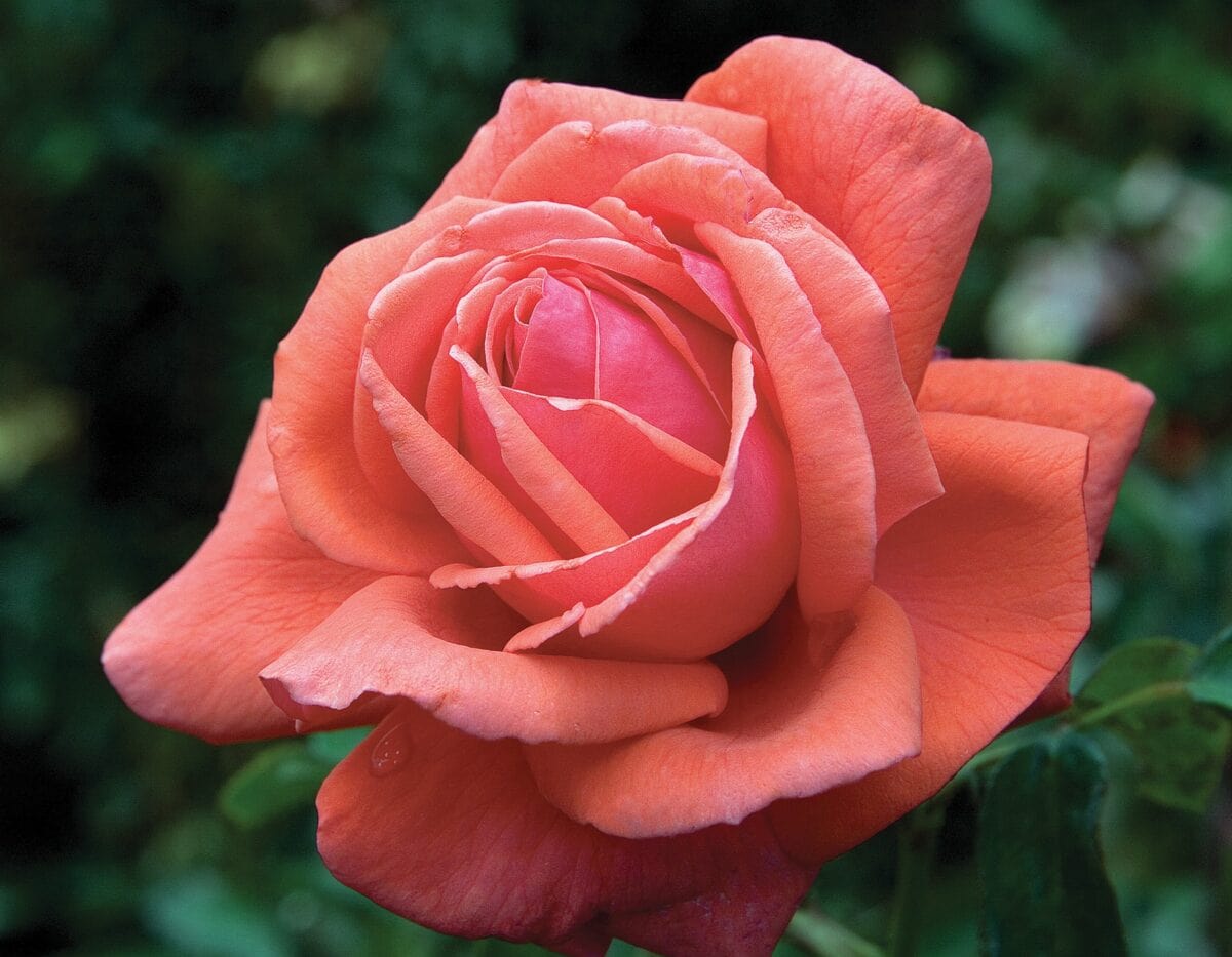 Star Fragrant Cloud - Star Roses and Plants