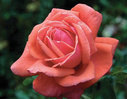 Star Fragrant Cloud - Star Roses and Plants