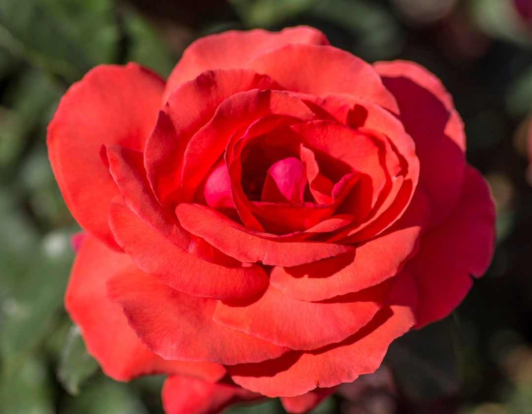 Star Fragrant Cloud - Star Roses and Plants